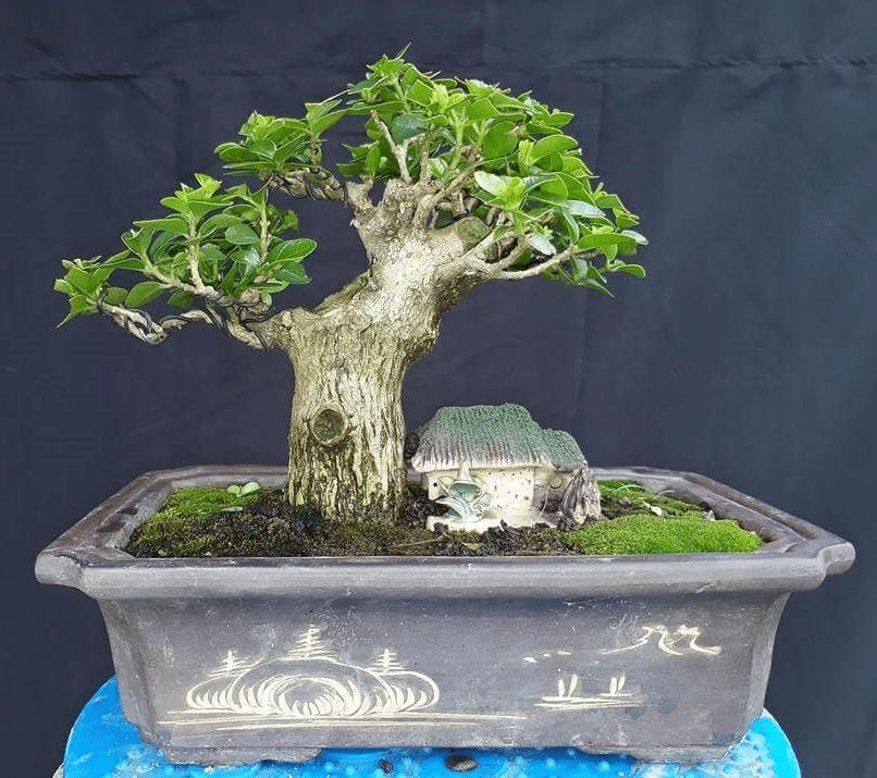 Chậu bonsai xi măng là gì?