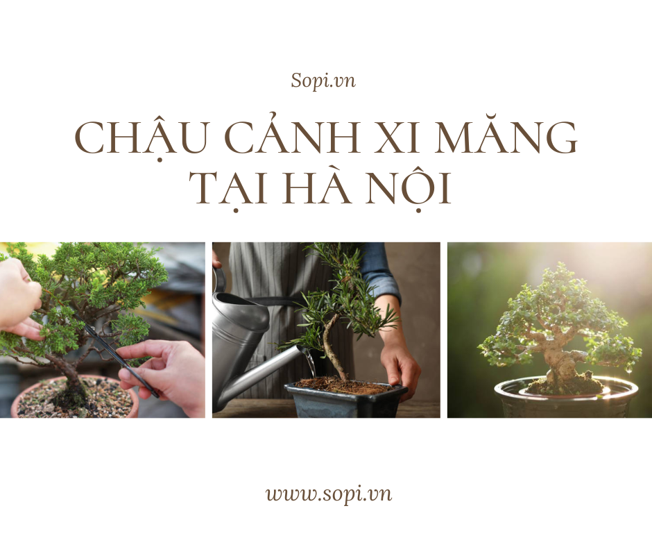 Top 5 nơi cung cấp chậu cảnh xi măng tại Hà Nội