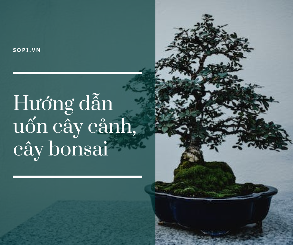 Hướng dẫn uốn cây cảnh, cây bonsai