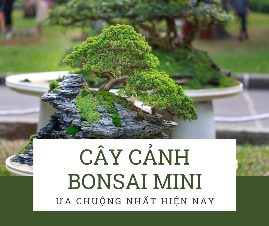 cây cảnh bonsai mini ưa chuộng nhất hiện nay