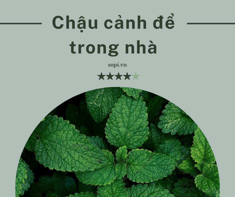 chậu cảnh để trong nhà