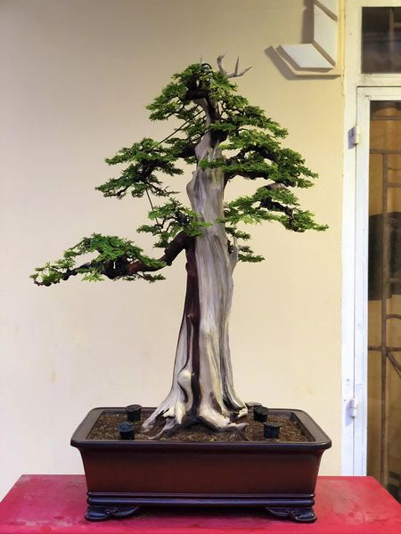 Thế bonsai dáng trực 