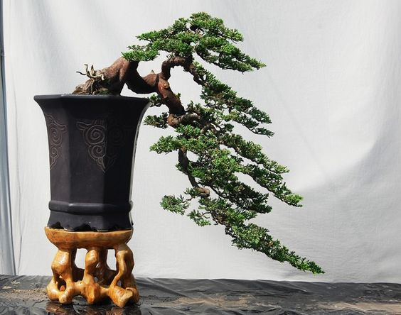 Thế bonsai dáng bay 