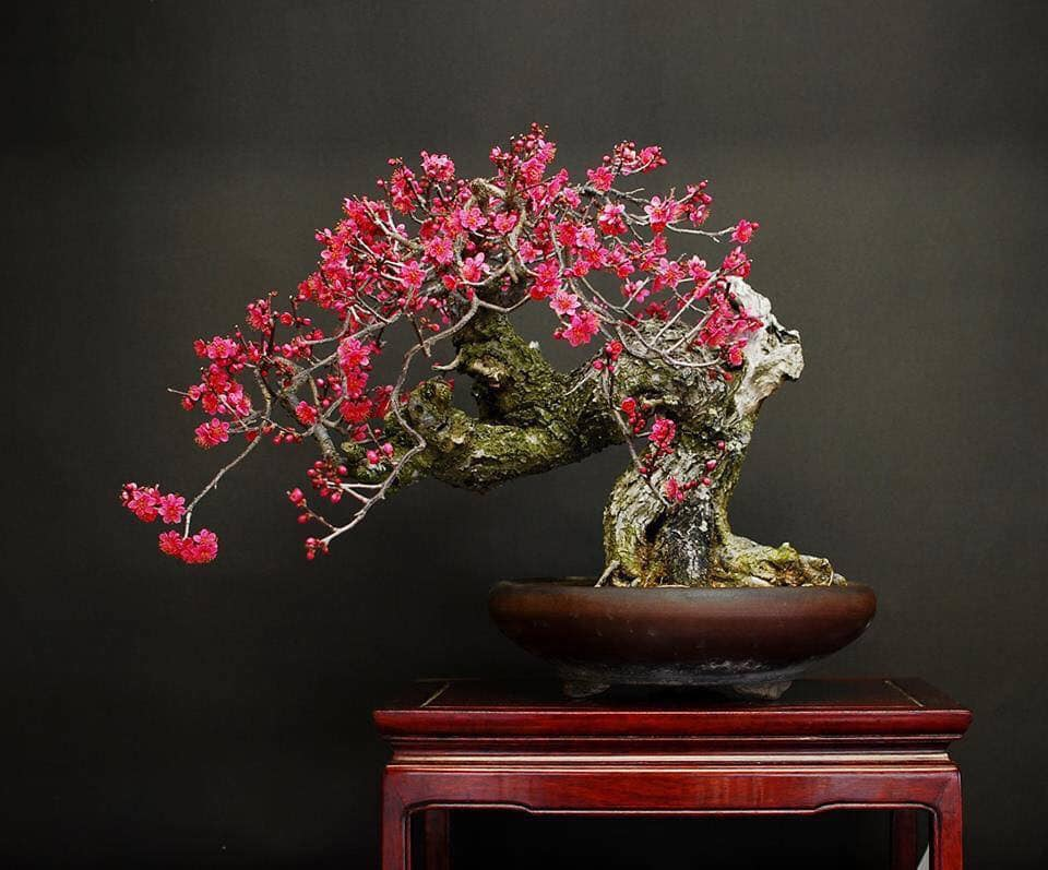 Bonsai hoa đào 