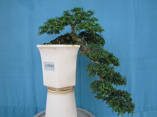 Thế bonsai dáng huyền 