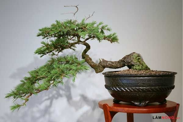 Thế bonsai dáng siêu 