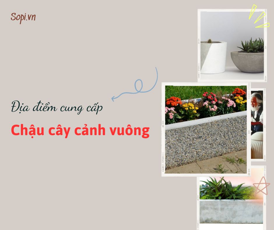 địa điểm cung cấp chậu cây cảnh vuông tại Hà Nội